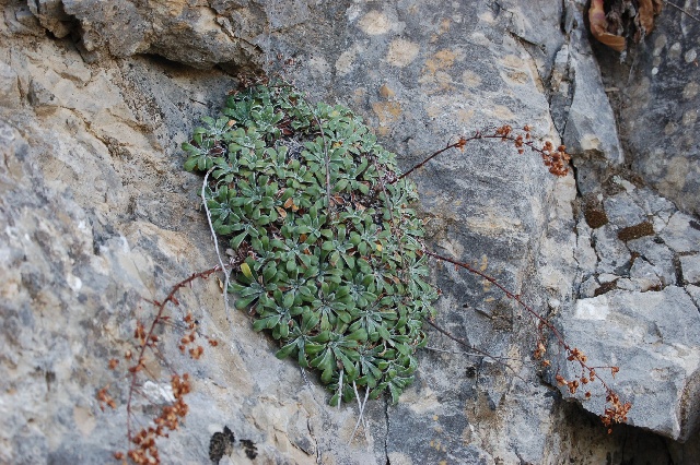 Saxifraga callosa v. australis